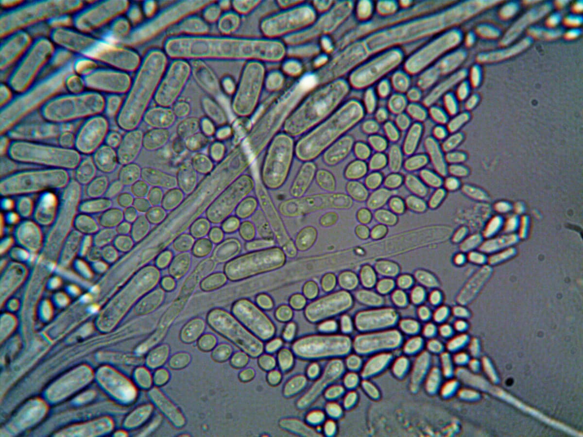 Microscopic view of plant cellular structure